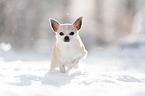 Chihuahua in the snow