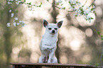 sitting Chihuahua