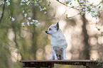 sitting Chihuahua