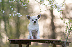 sitting Chihuahua
