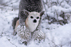 Chihuahua and standard poodle