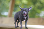 young Chihuahua