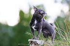 young Chihuahua