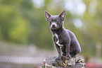young Chihuahua