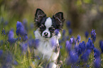 Chihuahua Portrait