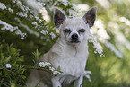 Chihuahua Portrait