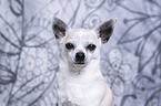 Chihuahua Portrait