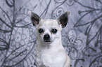 Chihuahua Portrait