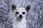 Chihuahua Portrait