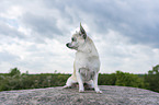 sitting Chihuahua