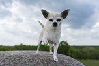 Chihuahua