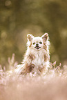 Chihuahua in heath