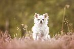 Chihuahua in heath