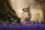 sitting Chihuahua