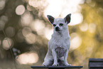 male Chihuahua