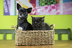 Chihuahua and Ragdoll Kitten
