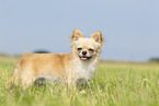 longhaired Chihuahua