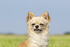 longhaired Chihuahua