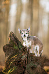 shorthaired Chihuahua