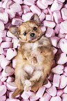 Chihuahua-Mongrel Puppy