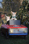 Chihuahuas in car