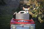 Chihuahua in car