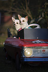Chihuahuas in car