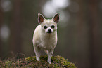 male Chihuahua