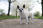 male Chihuahua