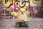 Chihuahua in front of scratchwork