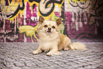 Chihuahua in front of scratchwork