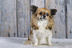 adult Chihuahua