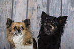 adult Chihuahuas