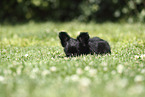 Chihuahua Puppy