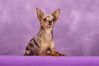 Chihuahua in studio
