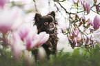 Chihuahua in spring