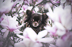 Chihuahua in spring