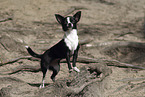 Chihuahua