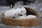 Chihuahua Puppies