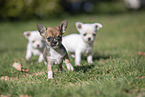 Chihuahua Puppies
