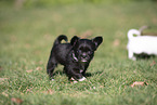 Chihuahua Puppy