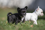 Chihuahua Puppies