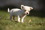 Chihuahua Puppy