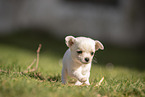 Chihuahua Puppy