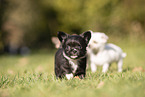 Chihuahua Puppies