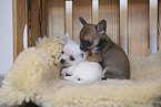 Chihuahua Puppies