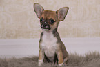 Chihuahua Puppy