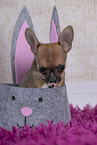 Chihuahua Puppy