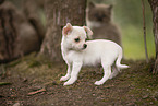 Chihuahua Puppy