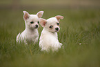 Chihuahua Puppies